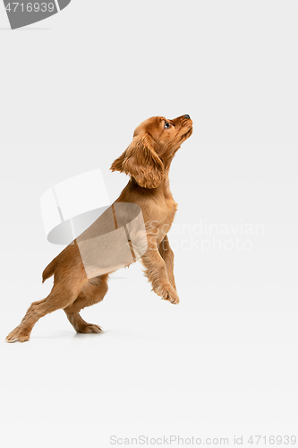 Image of Studio shot of english cocker spaniel dog isolated on white studio background