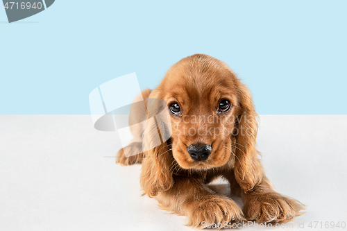 Image of Studio shot of english cocker spaniel dog isolated on blue studio background