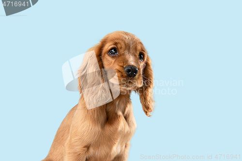 Image of Studio shot of english cocker spaniel dog isolated on blue studio background