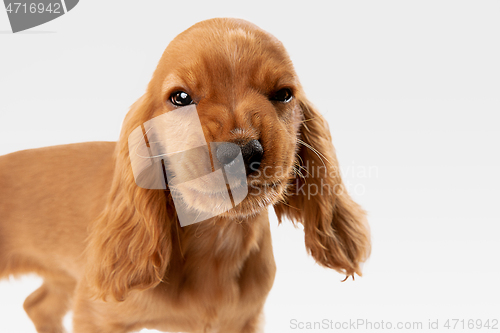 Image of Studio shot of english cocker spaniel dog isolated on white studio background