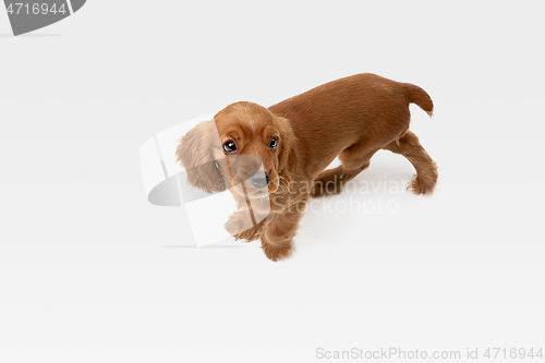 Image of Studio shot of english cocker spaniel dog isolated on white studio background