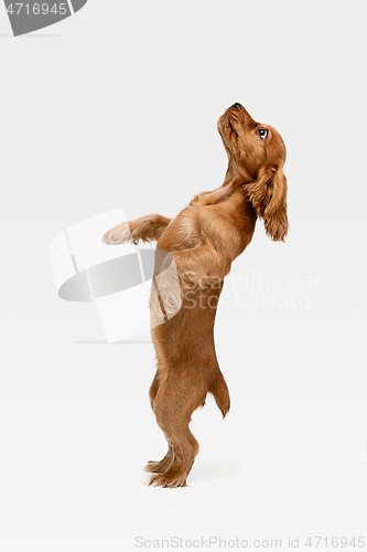 Image of Studio shot of english cocker spaniel dog isolated on white studio background