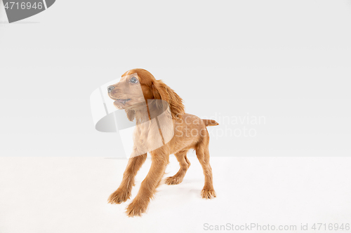 Image of Studio shot of english cocker spaniel dog isolated on white studio background