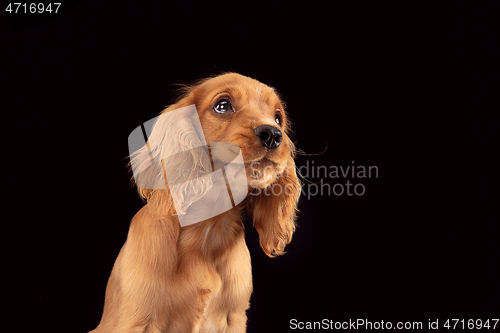 Image of Studio shot of english cocker spaniel dog isolated on black studio background