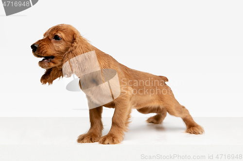 Image of Studio shot of english cocker spaniel dog isolated on white studio background