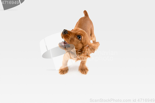 Image of Studio shot of english cocker spaniel dog isolated on white studio background