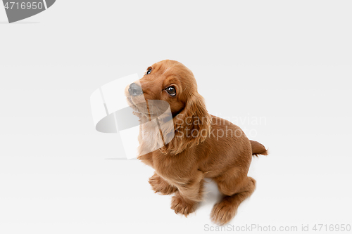 Image of Studio shot of english cocker spaniel dog isolated on white studio background