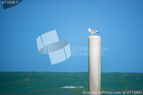 Image of a seagull is sitting on a pole at Ancona, Italy