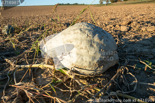 Image of typical field of pumpkin