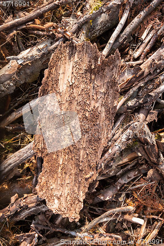 Image of piece of bark with traces of the Bark Beetle