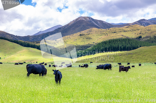 Image of lush landscape with cows
