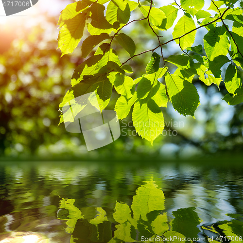 Image of green branch reflecting in the water