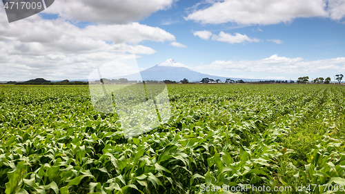 Image of volcano Taranaki covered in clouds, New Zealand 