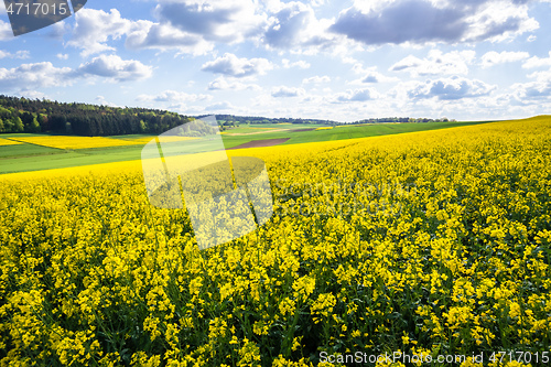 Image of rape field spring background