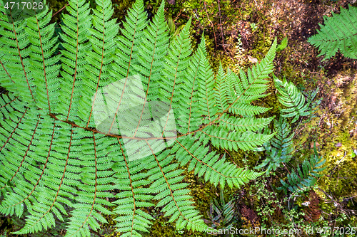 Image of a typical fern in New Zealand