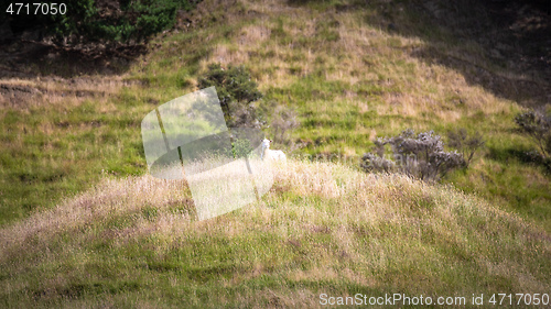 Image of a sheep in the meadow, New Zealand