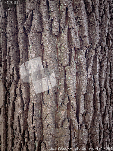 Image of Tree bark texture