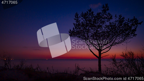 Image of Tree on beach at sunset