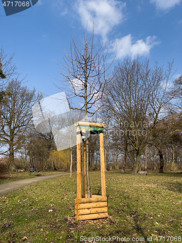 Image of Planting trees in park