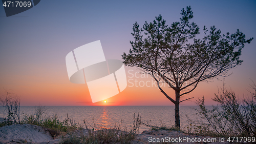 Image of Tree on beach at sunset