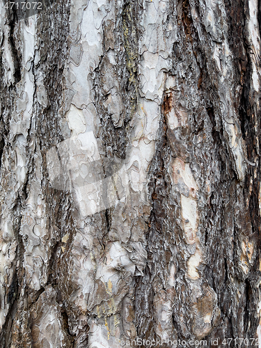 Image of Tree bark texture