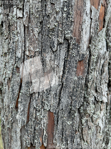 Image of Tree bark texture