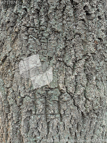 Image of Tree bark texture