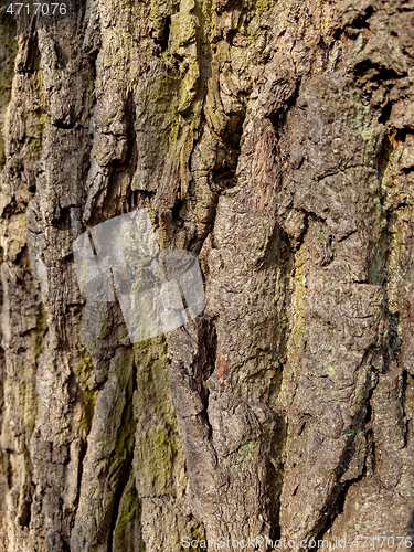 Image of Tree bark texture