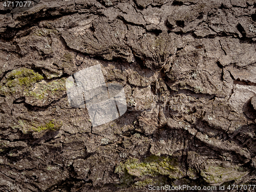 Image of Tree bark texture