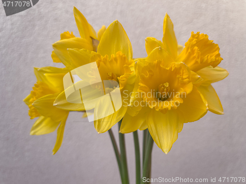 Image of Spring Daffodil flowers