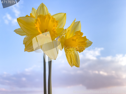 Image of Spring Daffodil flowers