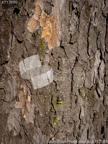 Image of Tree bark texture