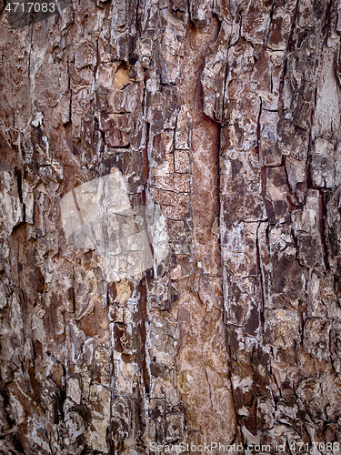 Image of Tree bark texture