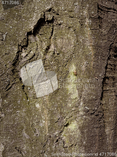 Image of Tree bark texture