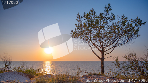 Image of Tree on beach at sunset