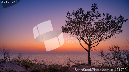 Image of Tree on beach at sunset