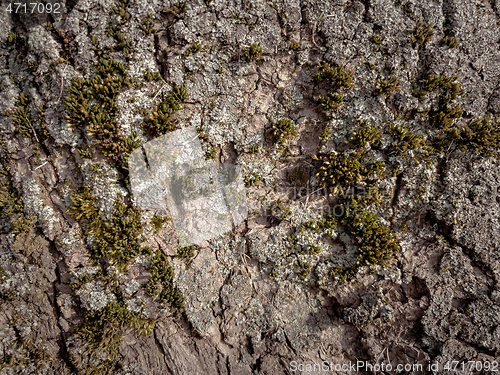 Image of Tree bark texture