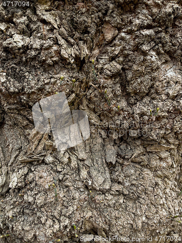 Image of Tree bark texture