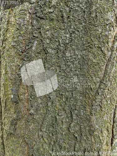 Image of Tree bark texture