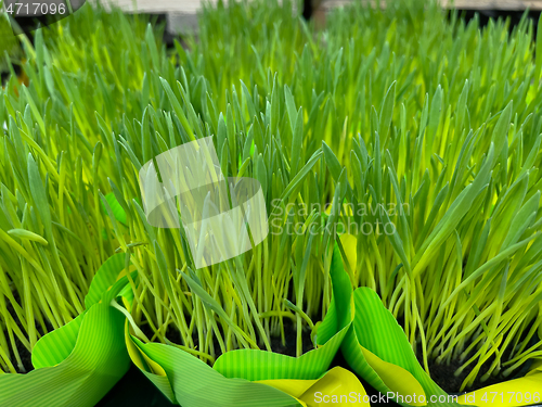 Image of Green grass in pot