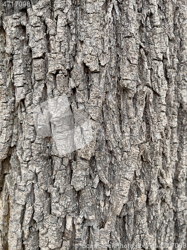 Image of Tree bark texture