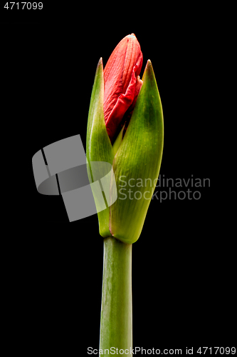 Image of Blooming red Amaryllis flower