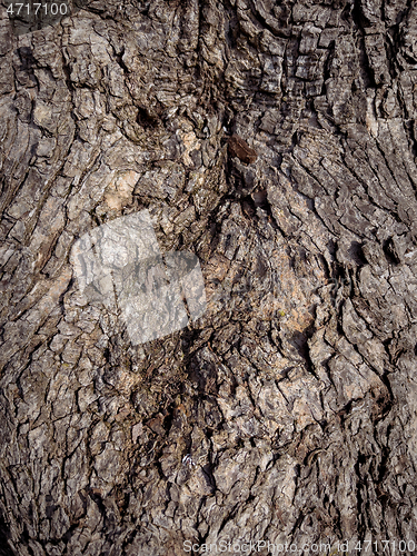 Image of Tree bark texture