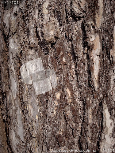 Image of Tree bark texture