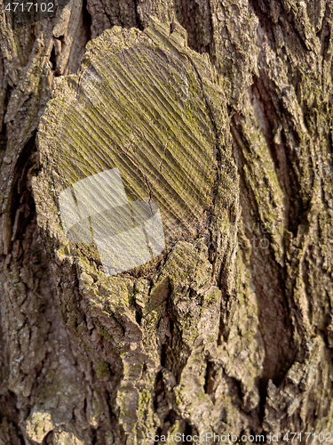 Image of Tree bark texture