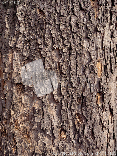 Image of Tree bark texture