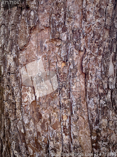 Image of Tree bark texture