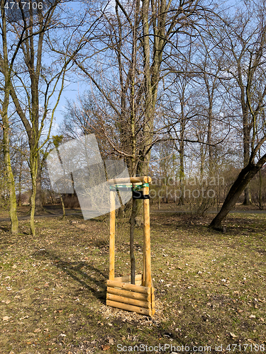 Image of Planting trees in park