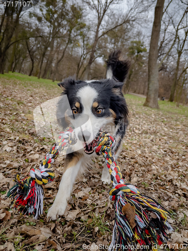 Image of Australian Shepherd Dog at park