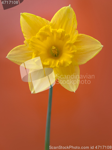 Image of Spring Daffodil flowers